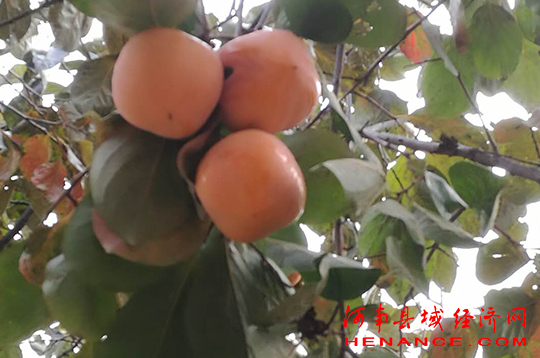 富硒农产品节(富硒农产品销售平台)-硒宝网