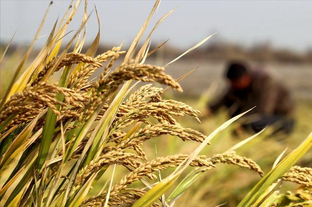 经营富硒产品(经营富硒产品有哪些)-硒宝网