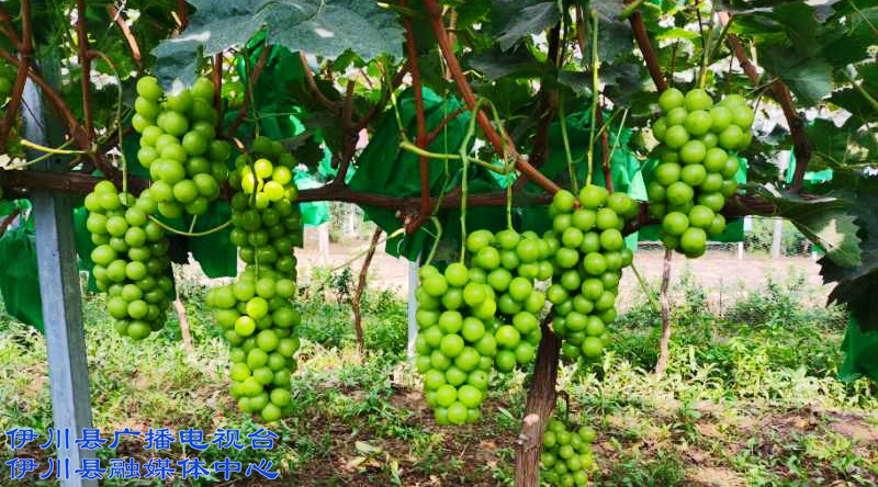 建业富硒产品（建业富硒产品介绍）-硒宝网