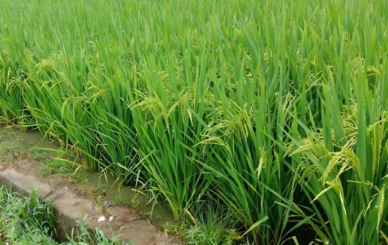 湖南富硒产品(湖南富硒产品平台)-硒宝网