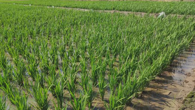 湖南富硒产品(湖南富硒产品平台)-硒宝网