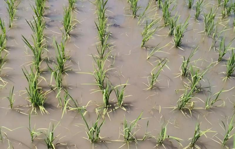 湖南富硒产品(湖南富硒产品平台)-硒宝网