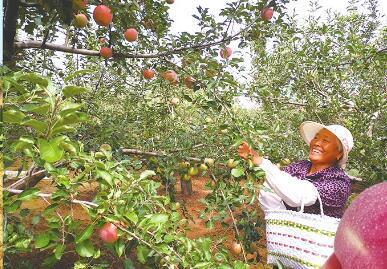 龙游富硒产品(龙游富硒大米)-硒宝网