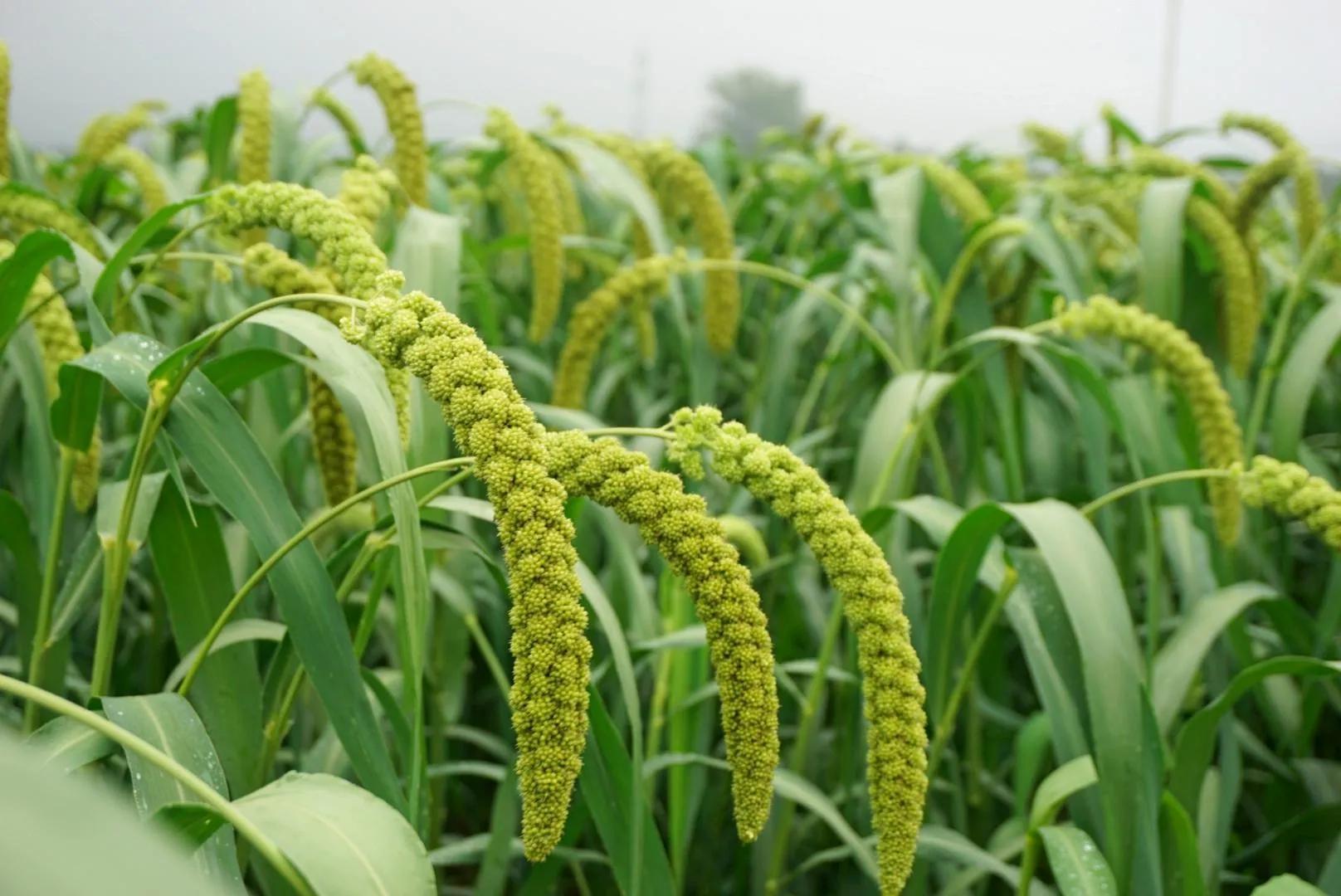 富硒产品优点(优点富硒产品是什么)-硒宝网