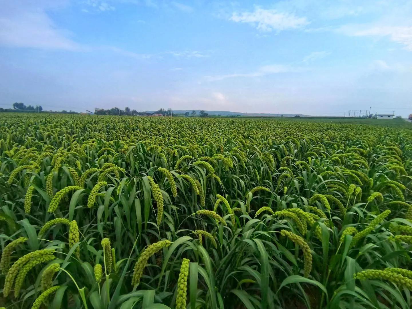 富硒产品优点(优点富硒产品是什么)-硒宝网