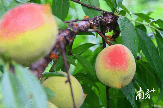 连州富硒产品（连州富硒产品介绍）-硒宝网