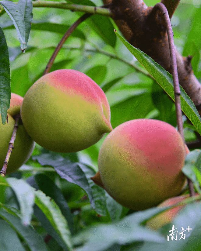 连州富硒产品（连州富硒产品介绍）-硒宝网