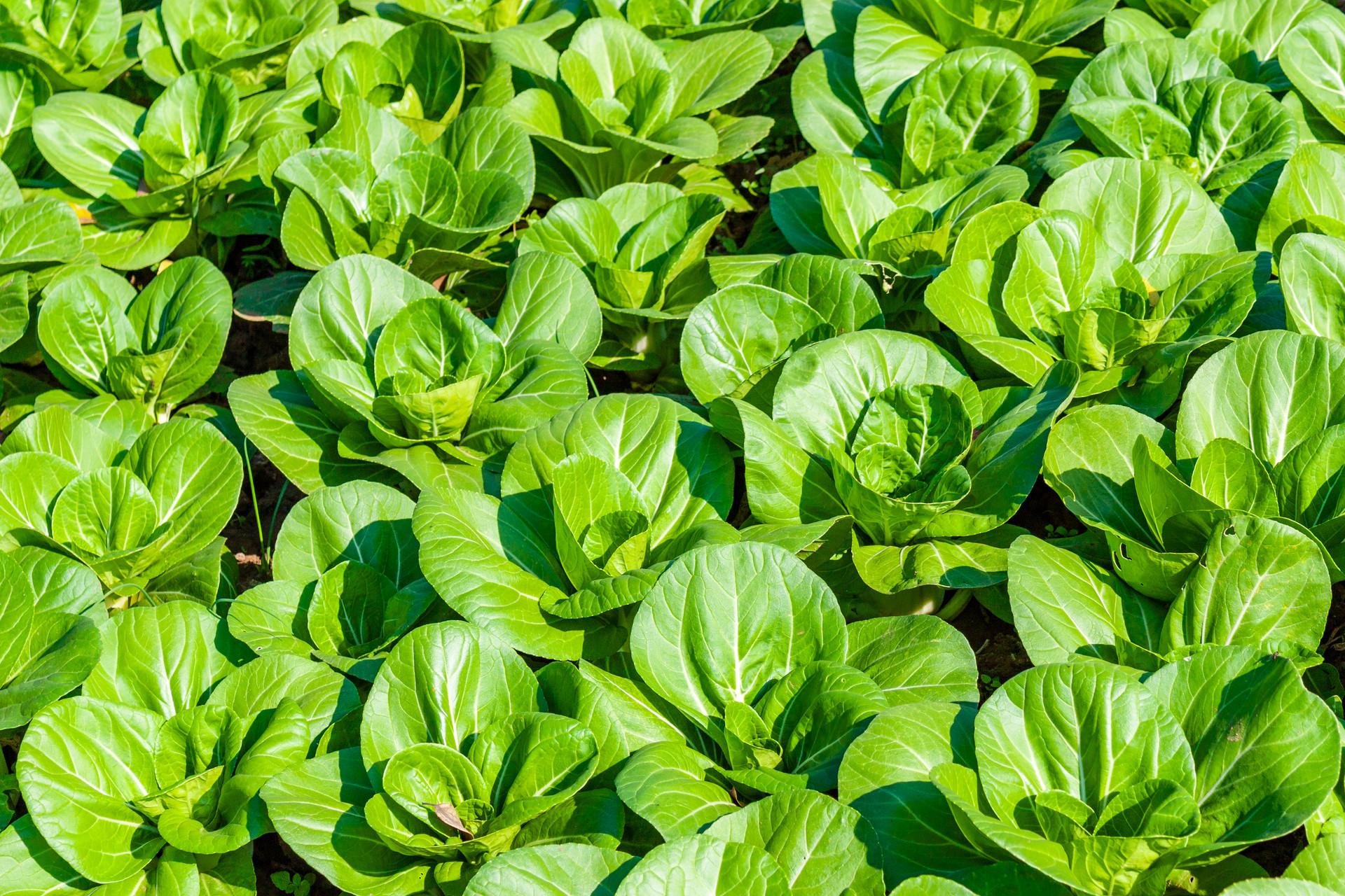 富硒产品吃法（富硒产品好吗）-硒宝网