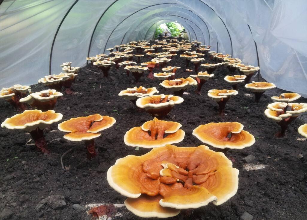 富硒灵芝产品（富硒灵芝宝价格表）-硒宝网