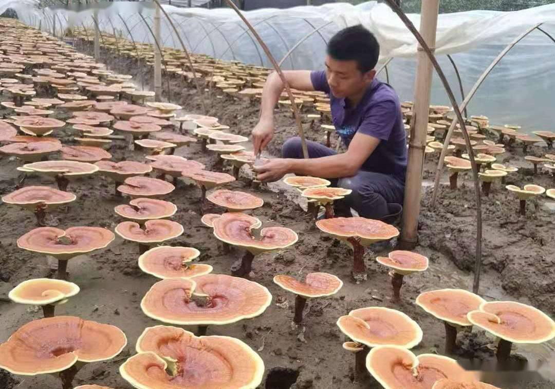 富硒灵芝产品（富硒灵芝宝价格表）-硒宝网