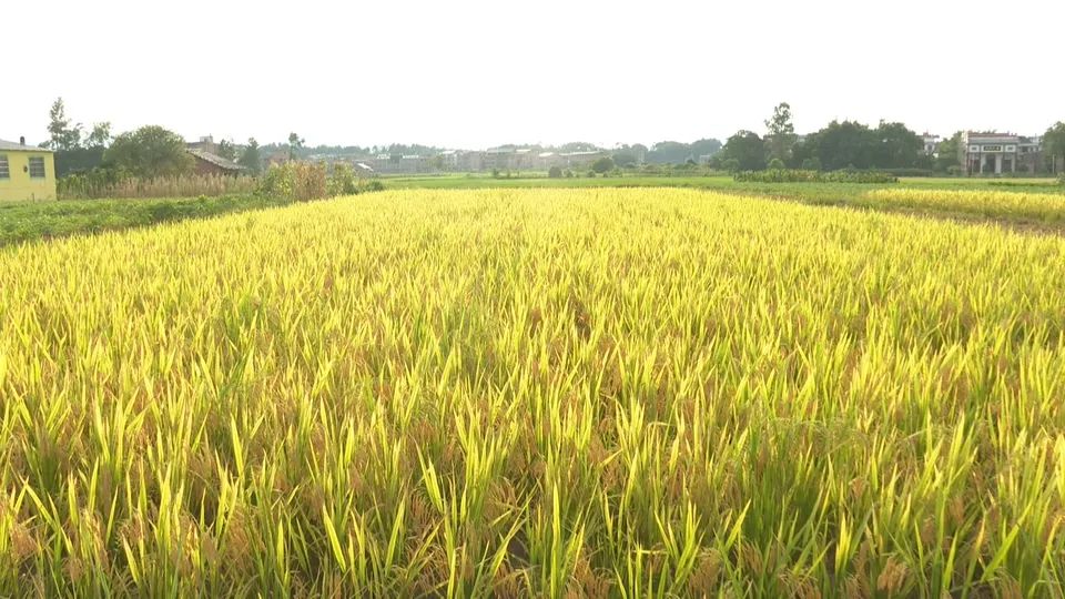 富硒产品宁夏(富硒厂家)-硒宝网