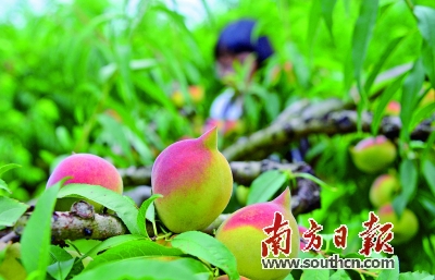 富硒农场产品(富硒农产品介绍)-硒宝网