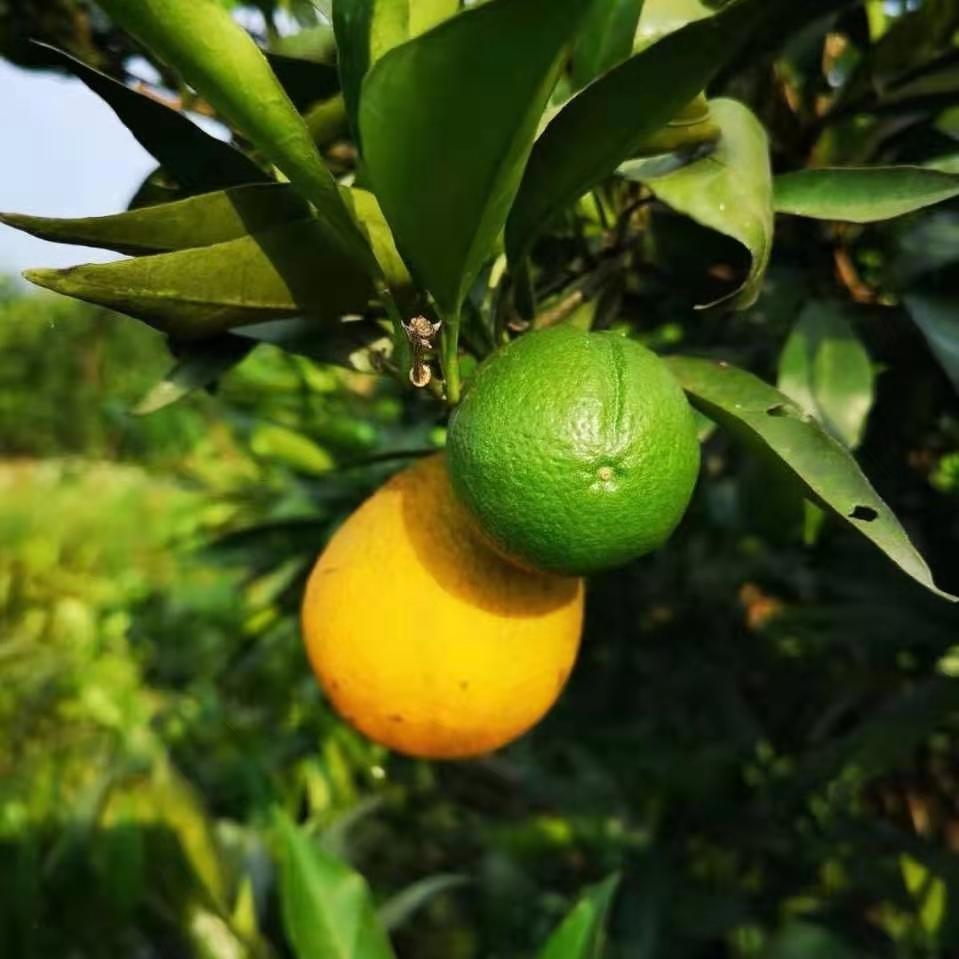 富硒大米产品（富硒的大米）-硒宝网