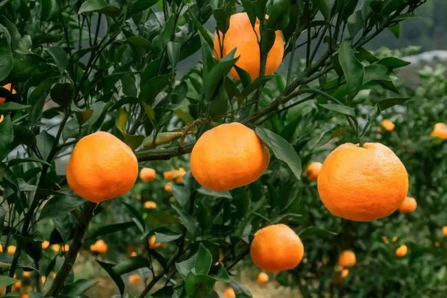 富硒大米产品（富硒的大米）-硒宝网