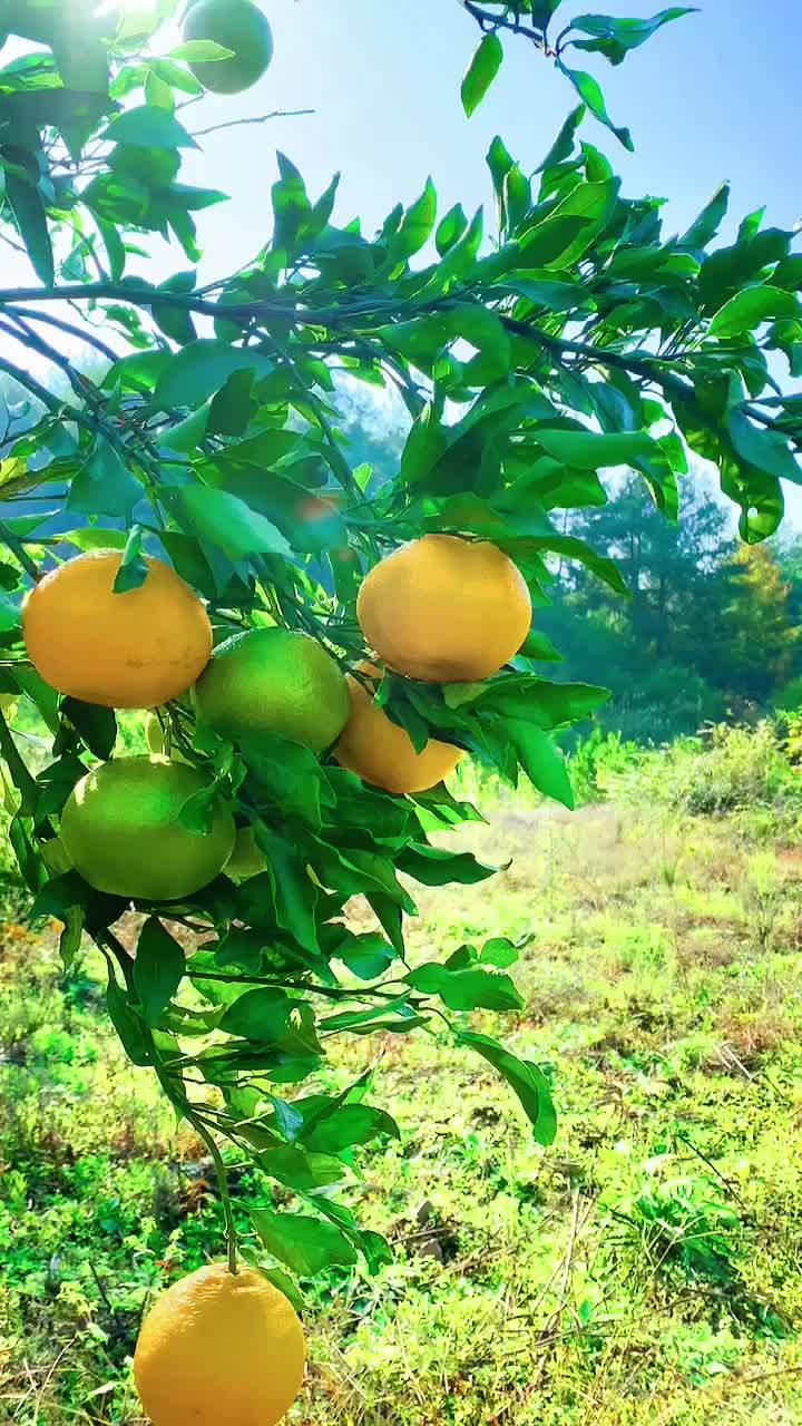 富硒大米产品（富硒的大米）-硒宝网