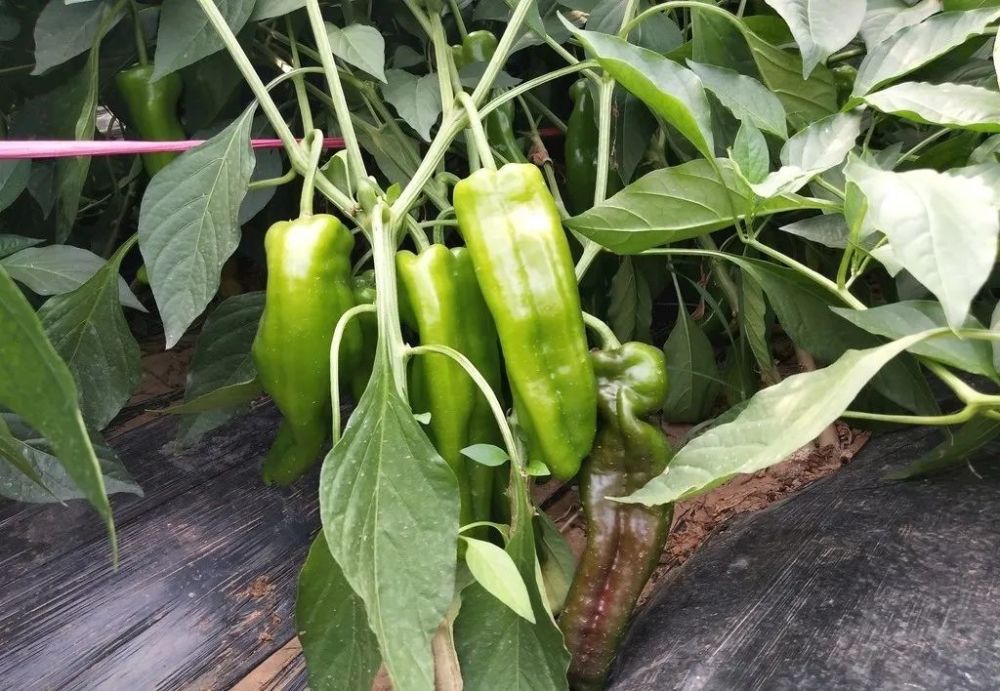 赣南富硒产品(赣南富硒产品有哪些)-硒宝网