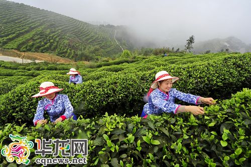 特色富硒产品(富硒产品)-硒宝网