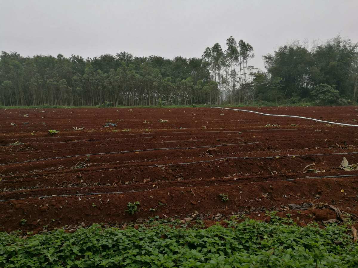 大田富硒产品（富硒大山村在哪里）-硒宝网