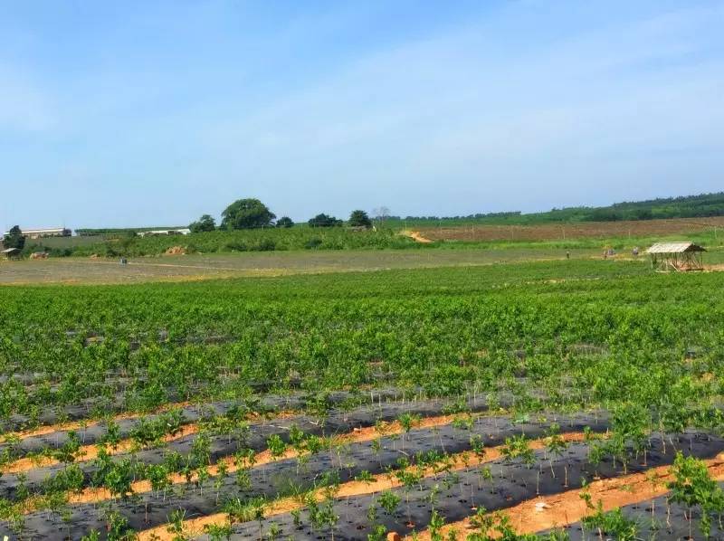 大田富硒产品（富硒大山村在哪里）-硒宝网