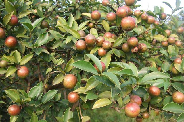 麻阳富硒产品（麻阳富硒水）-硒宝网