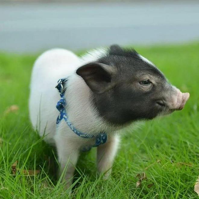 富硒产品培育（富硒技术）-硒宝网