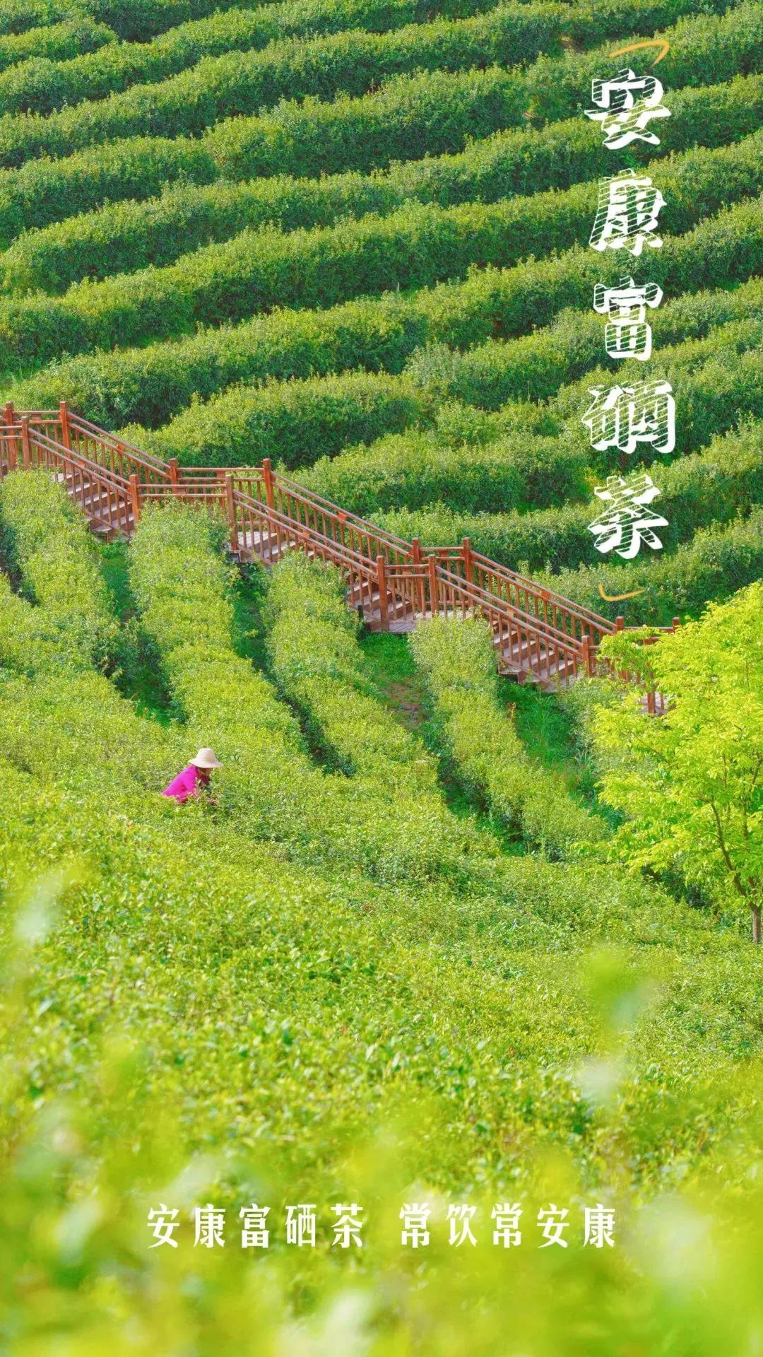 富硒产品杯子（杯子富硒产品是什么）-硒宝网