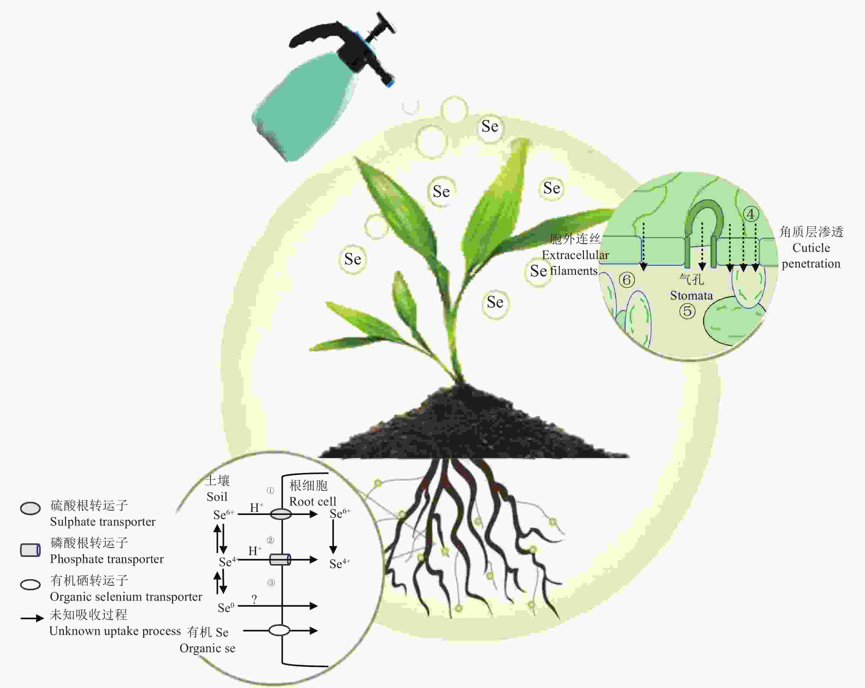 富硒食物产品（食物富硒产品包括哪些）-硒宝网