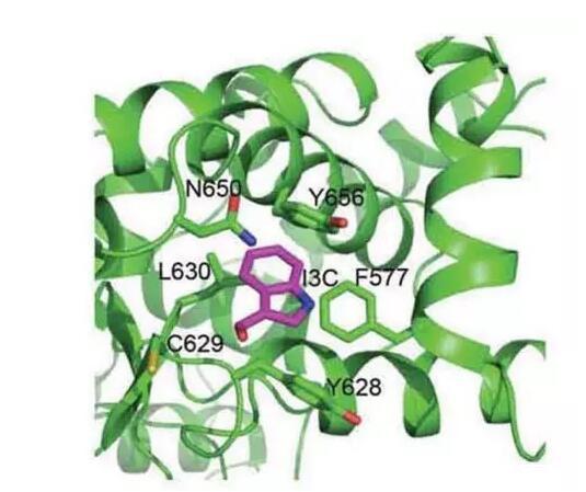 富硒食物产品（食物富硒产品有哪些）-硒宝网