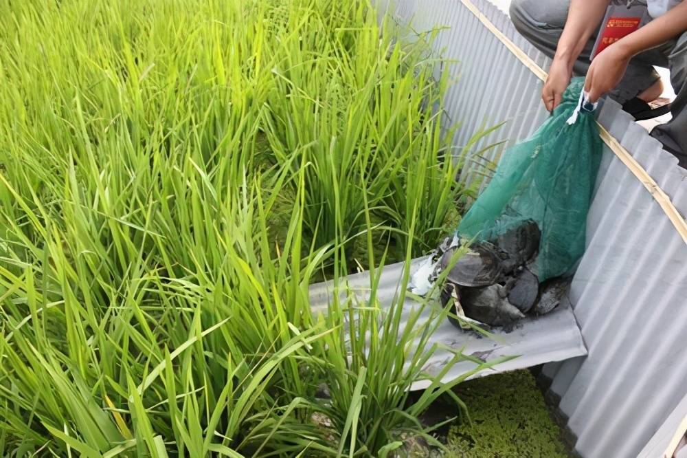 富硒米主产品(富硒米)-硒宝网