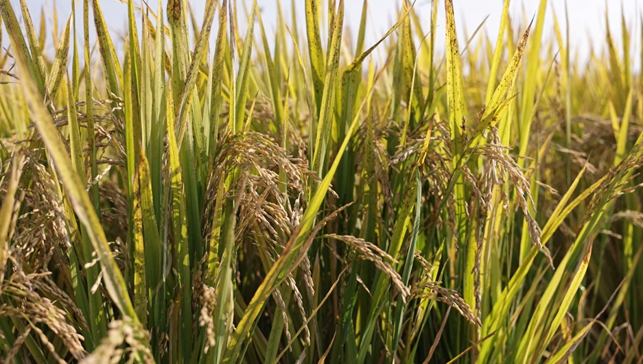 安微富硒产品(安徽富硒茶业有限公司)-硒宝网