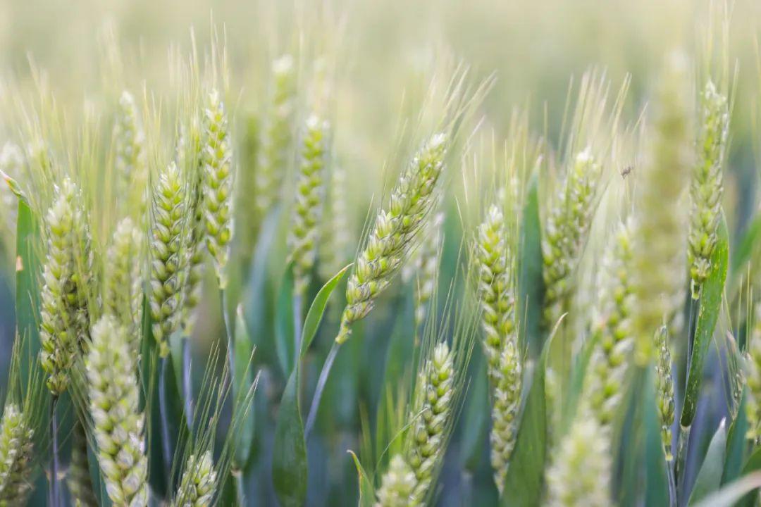 安微富硒产品(安徽富硒生态科技有限公司)-硒宝网