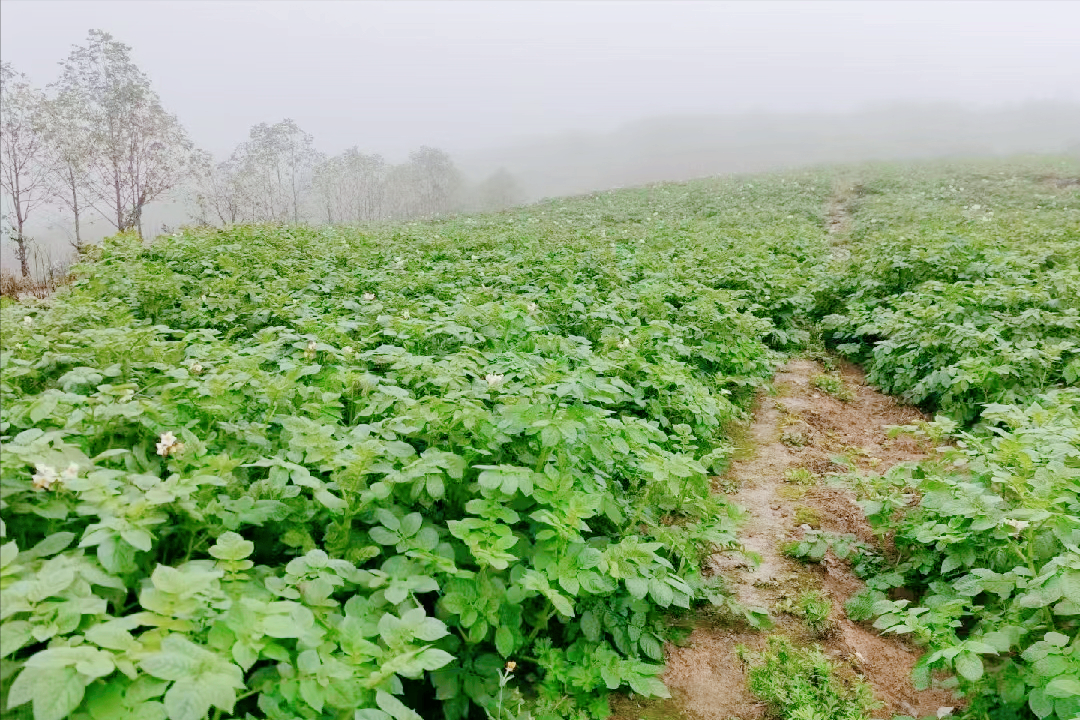 富硒产品品种（富硒产品）-硒宝网
