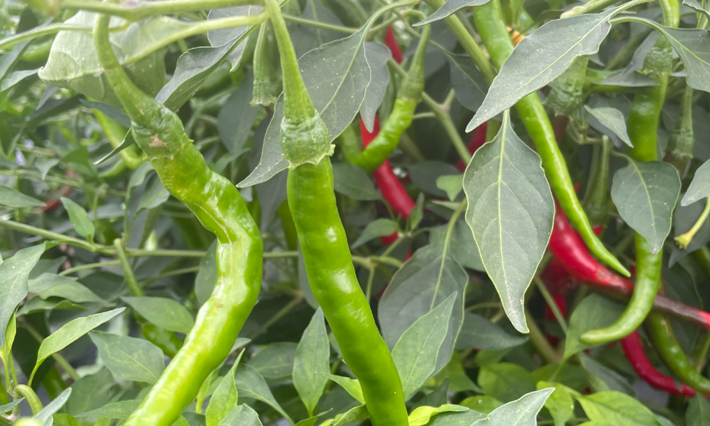 富硒产品品种(品种富硒产品有哪些)-硒宝网