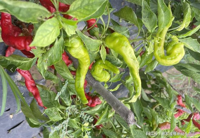 富硒果蔬产品（富硒蔬菜水果）-硒宝网