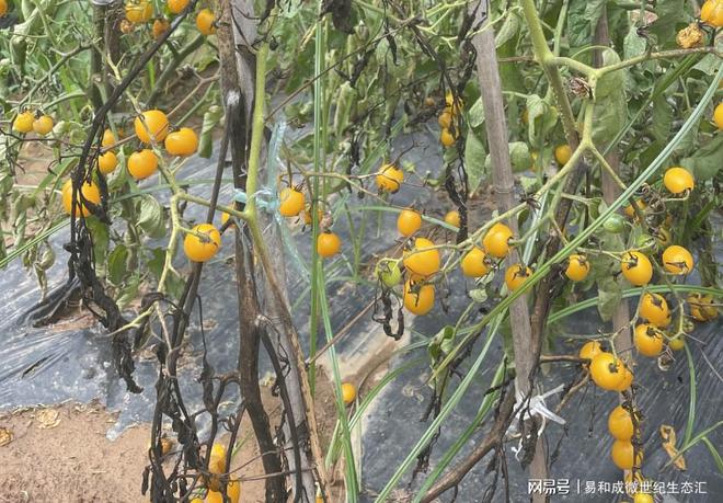 富硒果蔬产品（富硒蔬菜水果）-硒宝网