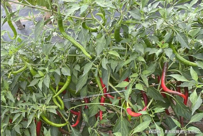 富硒果蔬产品（富硒蔬菜水果）-硒宝网