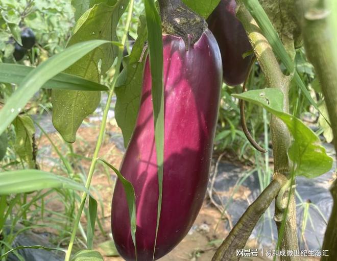 富硒果蔬产品（富硒蔬菜水果）-硒宝网