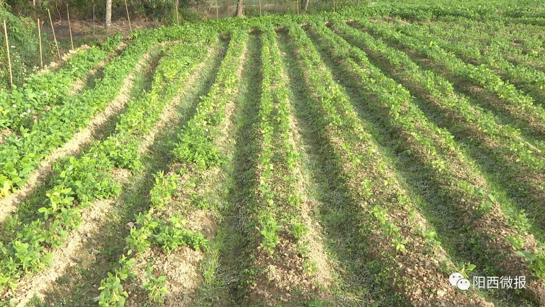 富硒土地产品(土地富硒产品是什么)-硒宝网