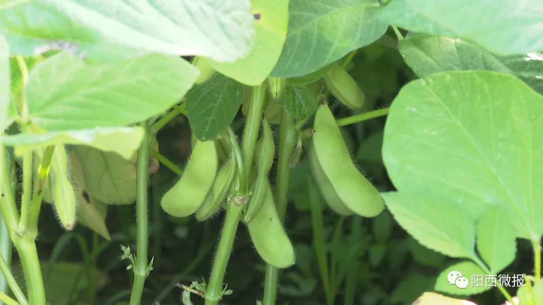 富硒土地产品(土地富硒产品是什么)-硒宝网