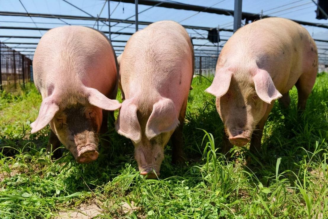 富硒肥的产品（富硒肥的价格和优势）-硒宝网