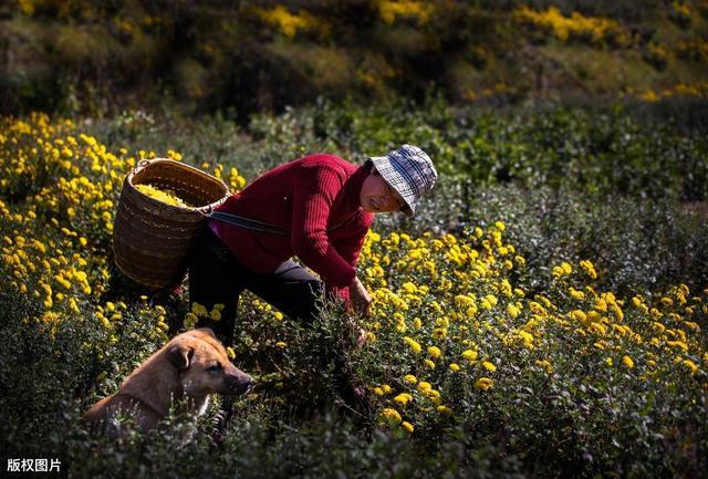 富硒肥的产品(富硒肥生产厂家)-硒宝网