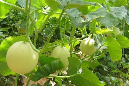 富硒盛农产品（农盛富硒产品图片大全）-硒宝网