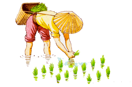 农产品富硒米(米农富硒产品是什么)-硒宝网