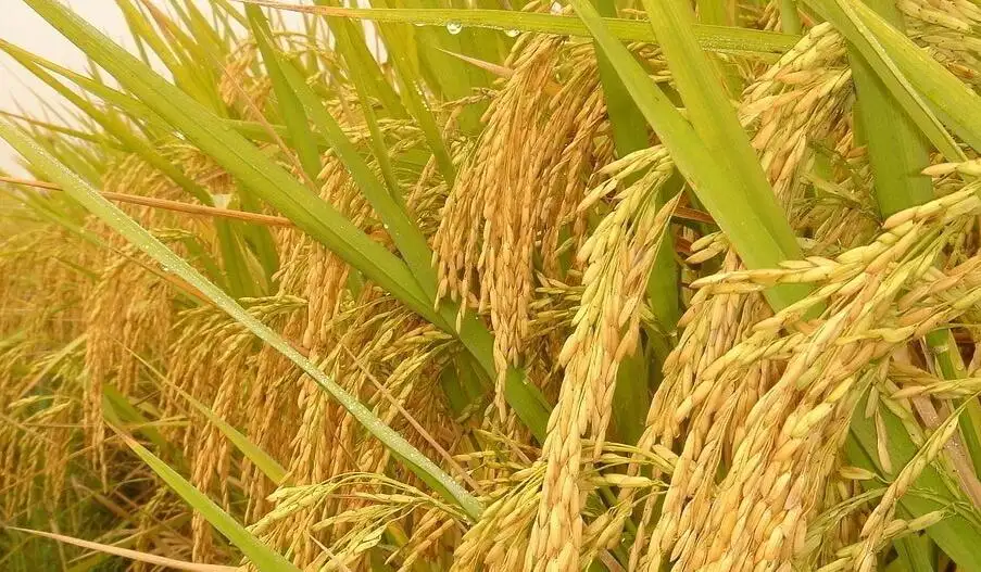 农产品富硒米(米农富硒产品是什么)-硒宝网