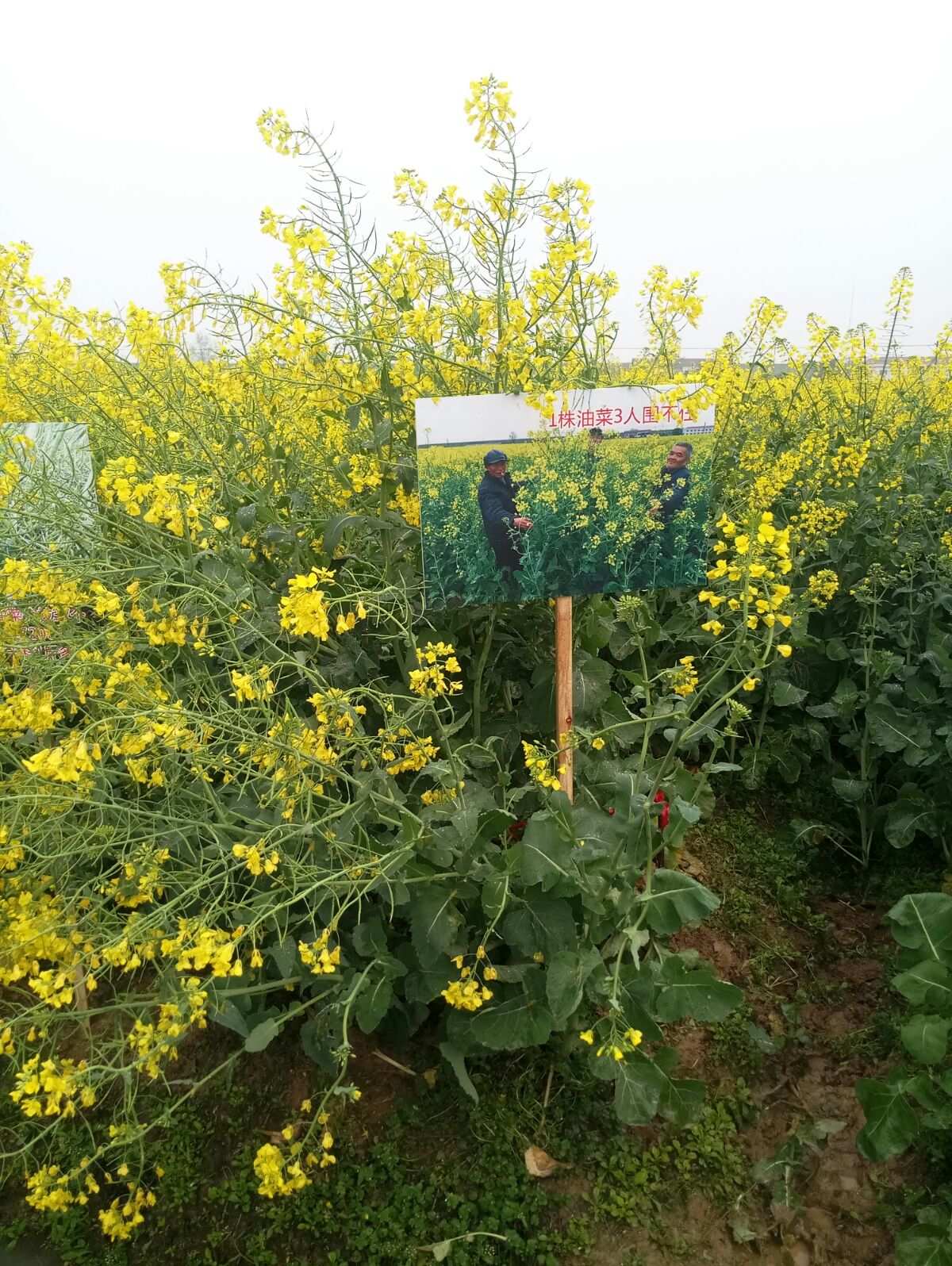 富硒产品检验(检验富硒产品的目的)-硒宝网