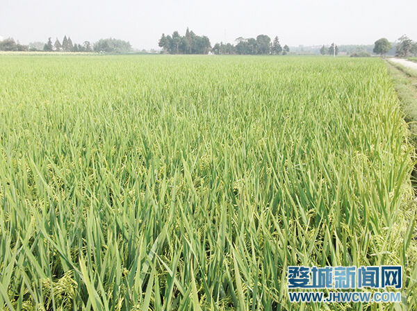 富硒盛农产品（农盛富硒产品有哪些）-硒宝网