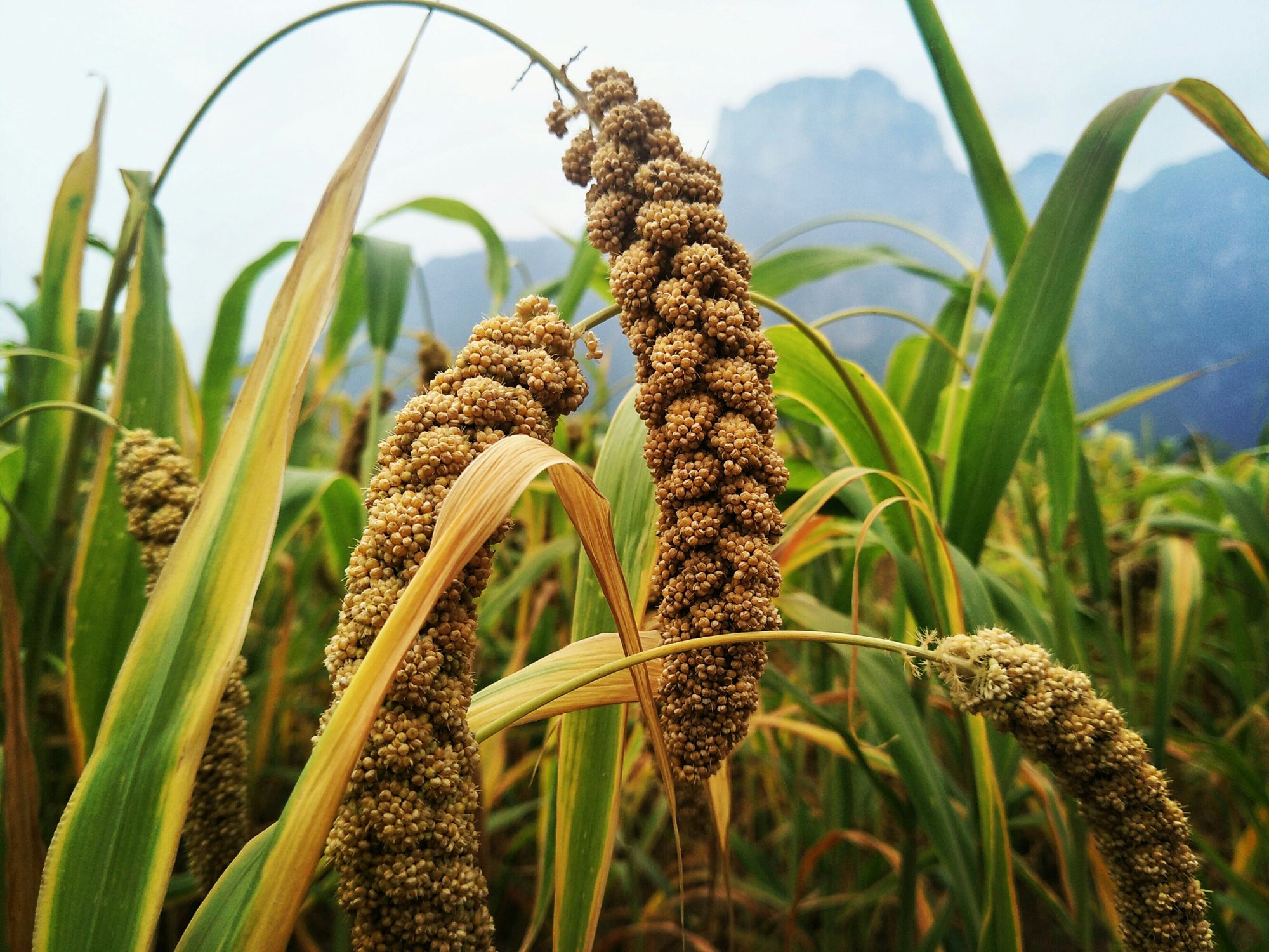 富硒产品检验(富硒产品怎么检验)-硒宝网