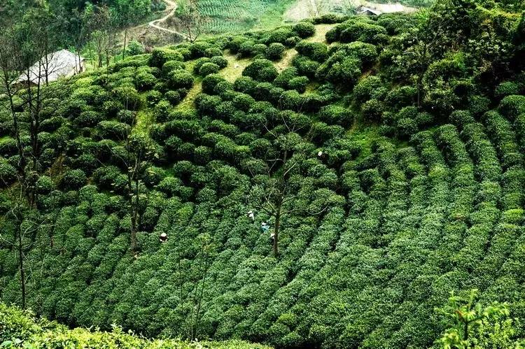 最好的富硒茶(富硒茶和普通茶的区别)-硒宝网