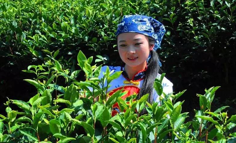 最好的富硒茶(富硒茶和普通茶的区别)-硒宝网