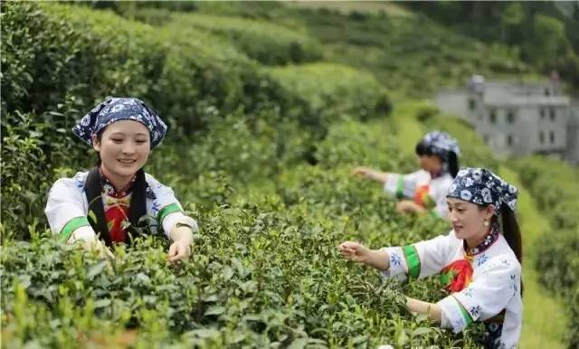 最好的富硒茶(富硒茶和普通茶的区别)-硒宝网